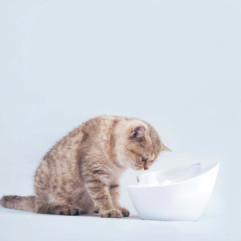 Mangkuk Makanan Kucing Cetek dan Piring Kucing Luas Ditambah Mangkuk Makan Kucing Non Slip
