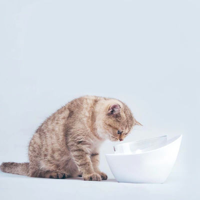   Desain Elegan dan Tidak Mudah Pecahkan Makanan Hewan Peliharaan Water Feeding Bowl 